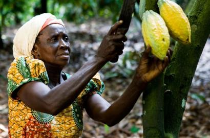 Secure Your Future in Land-Banking and Agri-Business with PE Group’s Cocoa Plantation Project in Ghana